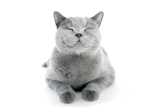 Top 5 rase de pisici care nu lasă mult păr