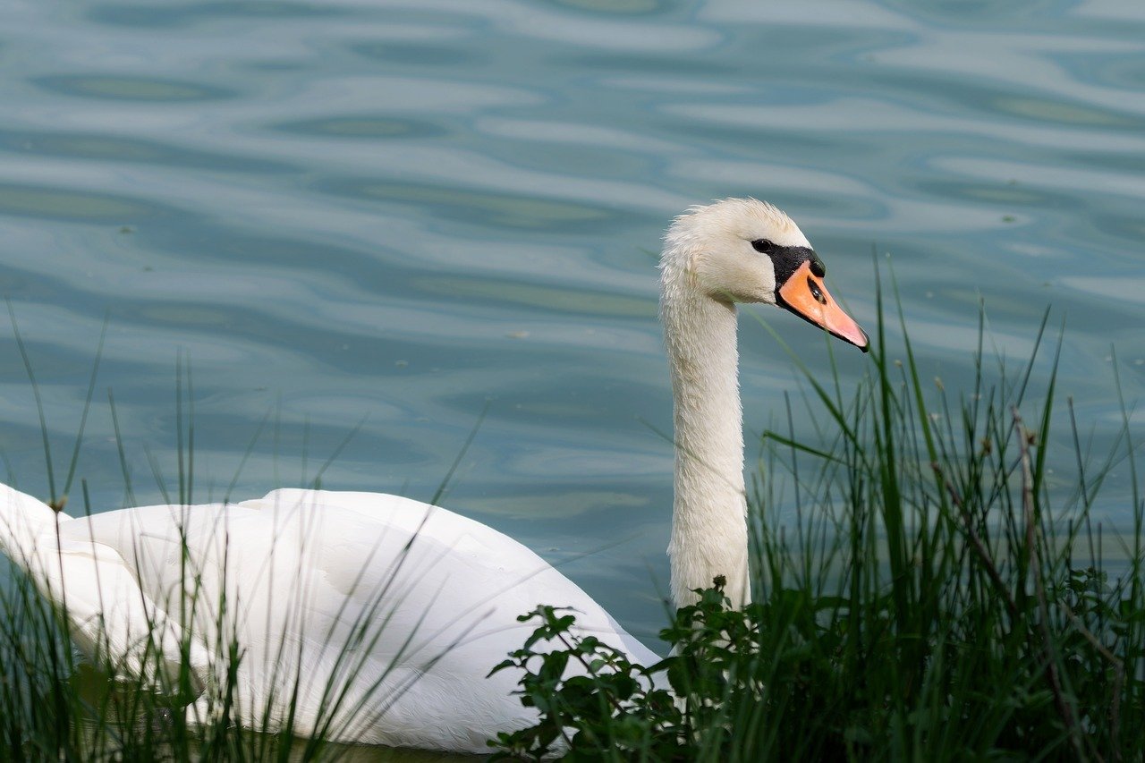 neck
