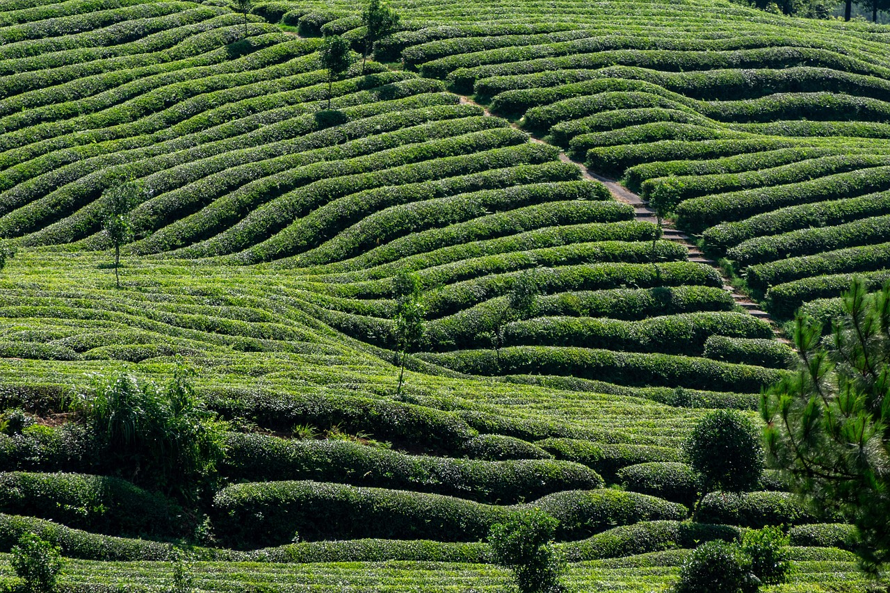 schema de plantare a ardeilor