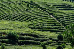 soiuri de vinete fara seminte