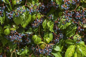 soiuri de struguri pentru vin roze
