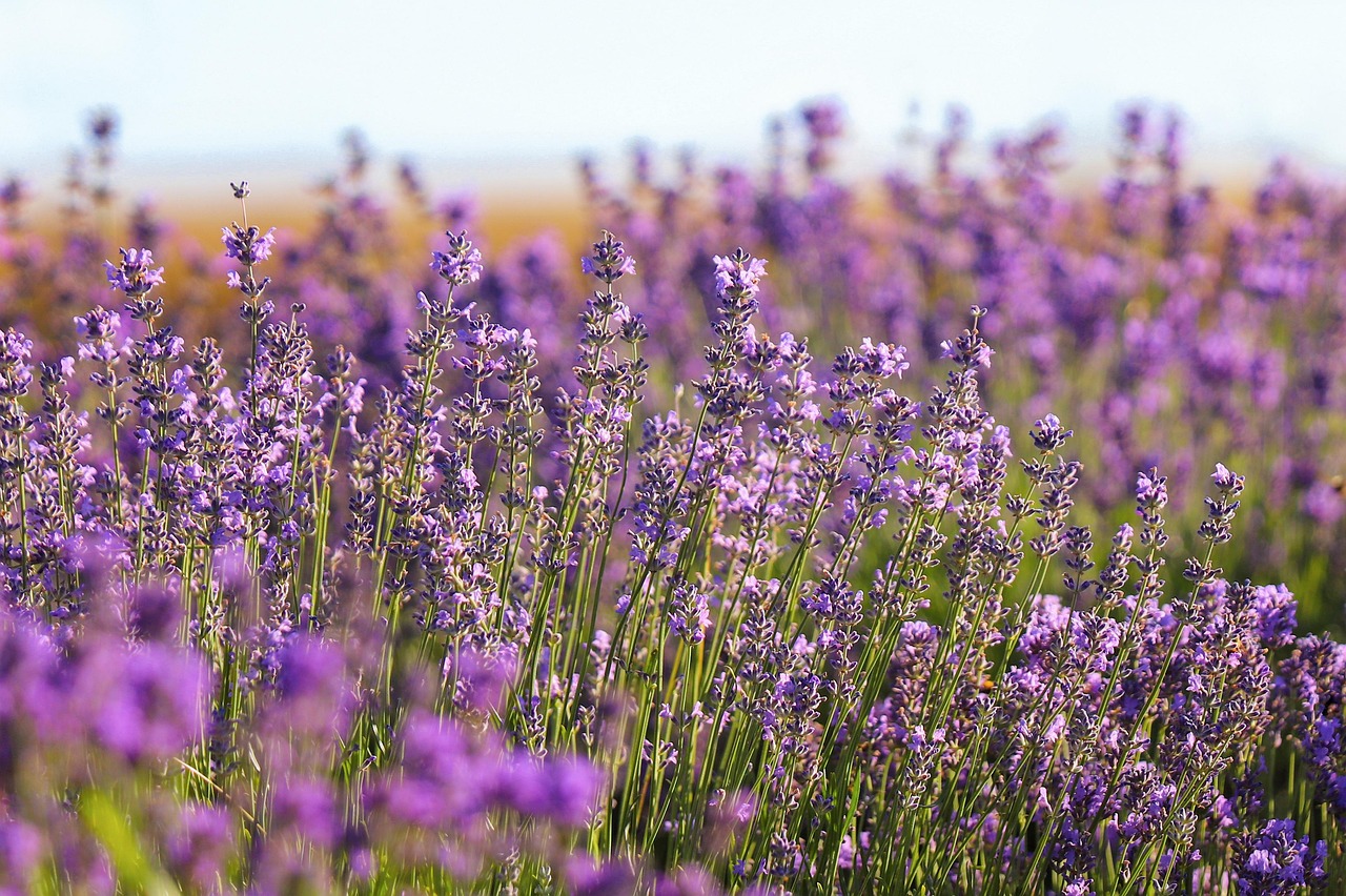 cand se planteaza lavanda primavara