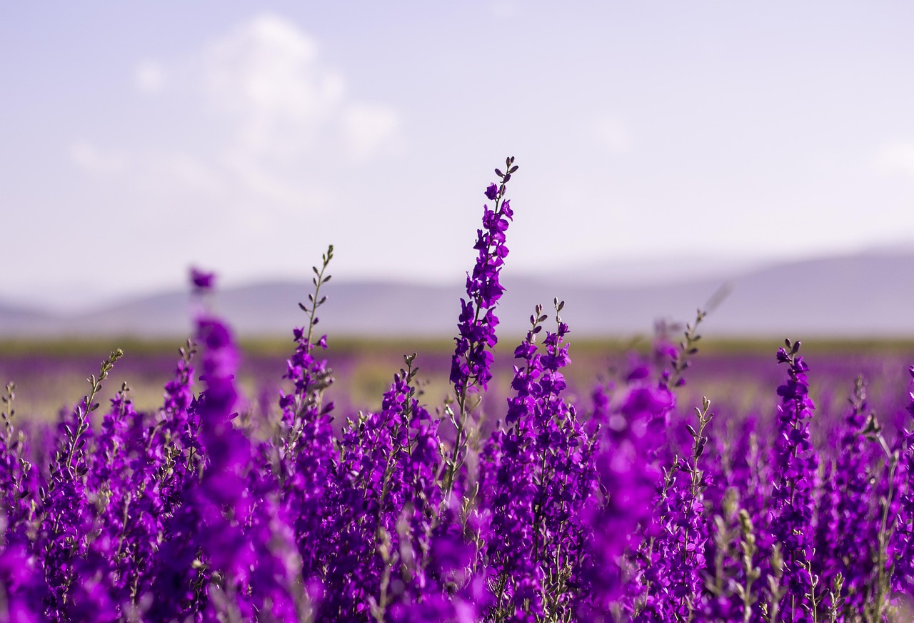 cand infloreste lavanda