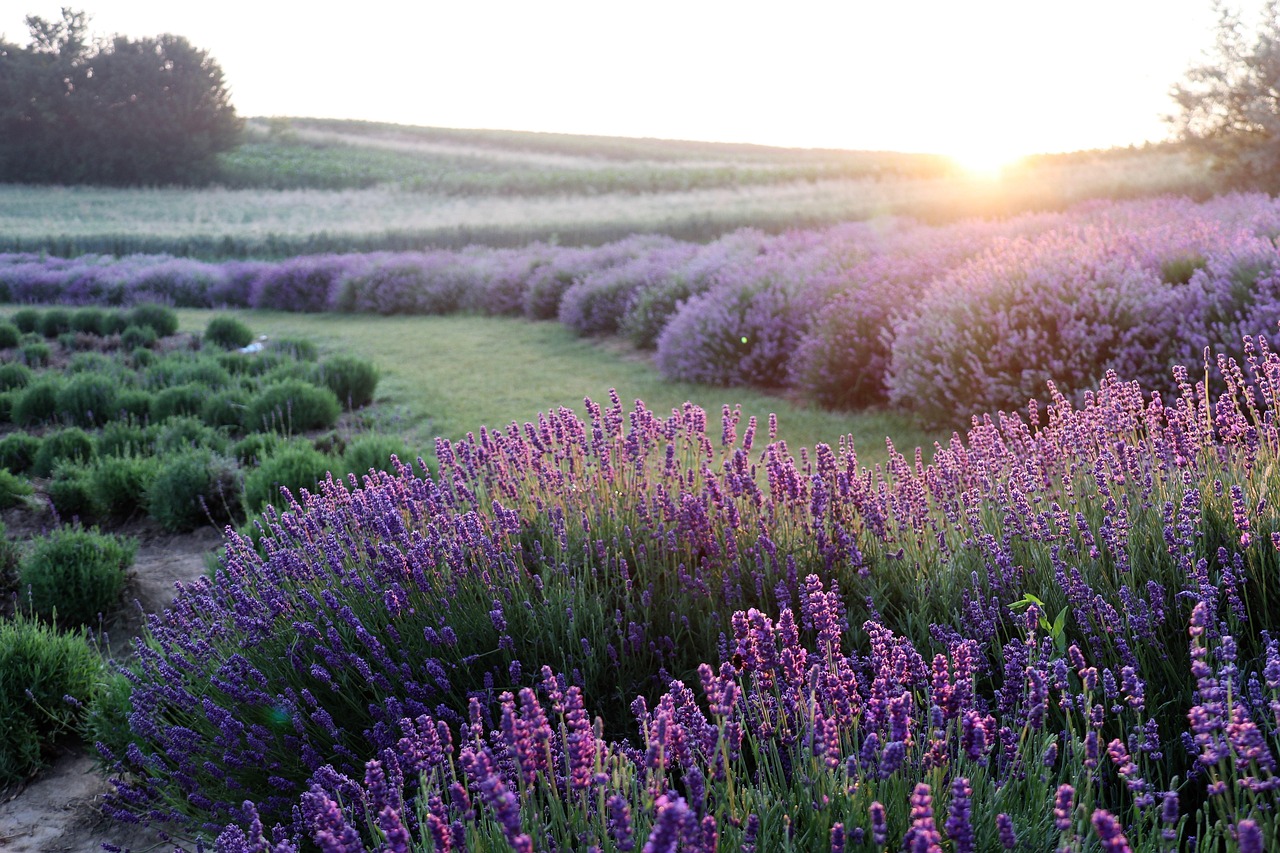 cand se planteaza lavanda