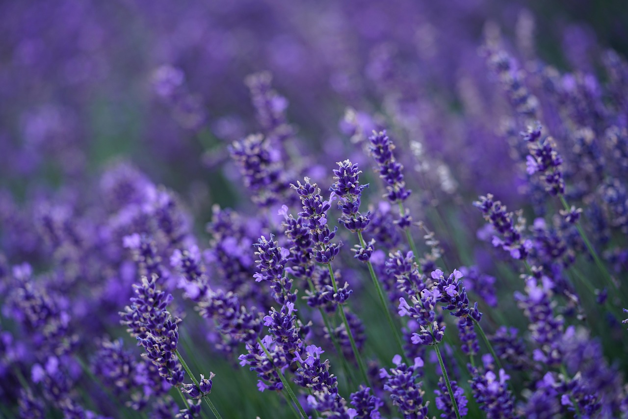 cand se tunde lavanda