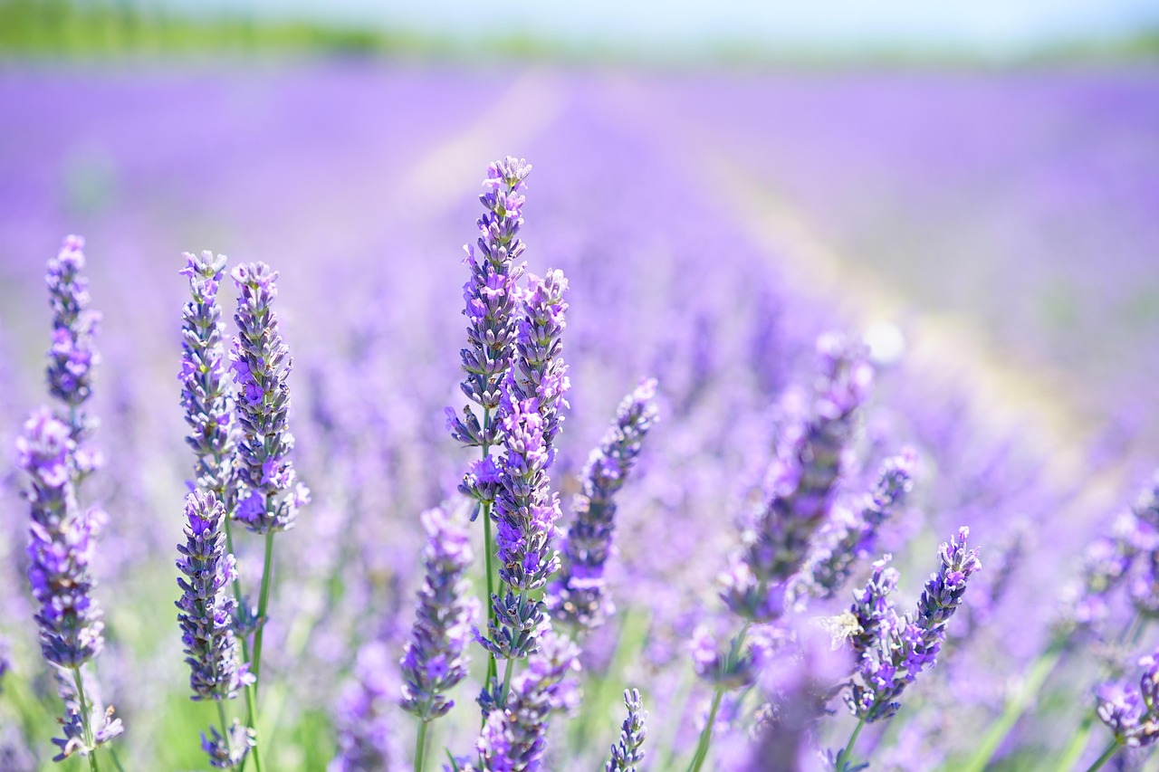 de ce se usuca lavanda in ghiveci