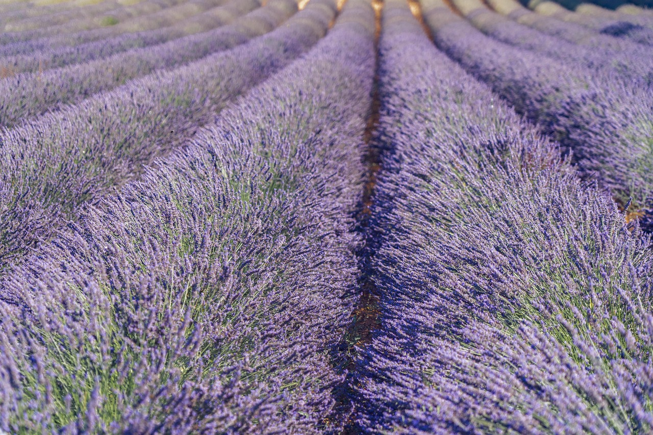 lavanda beneficii