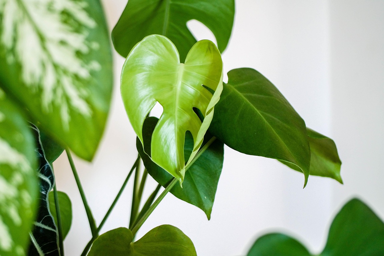 monstera ingrijire
