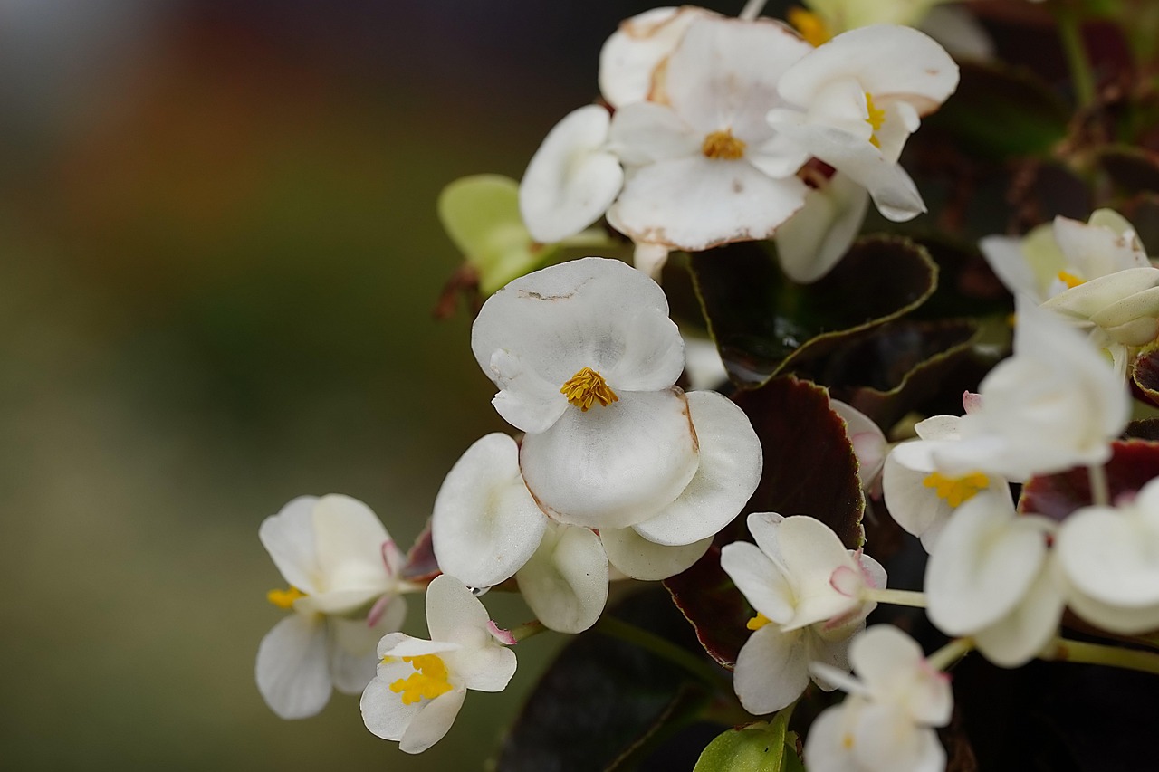 begonia ingrijire iarna