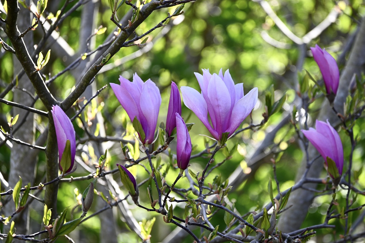 cand se planteaza magnolia