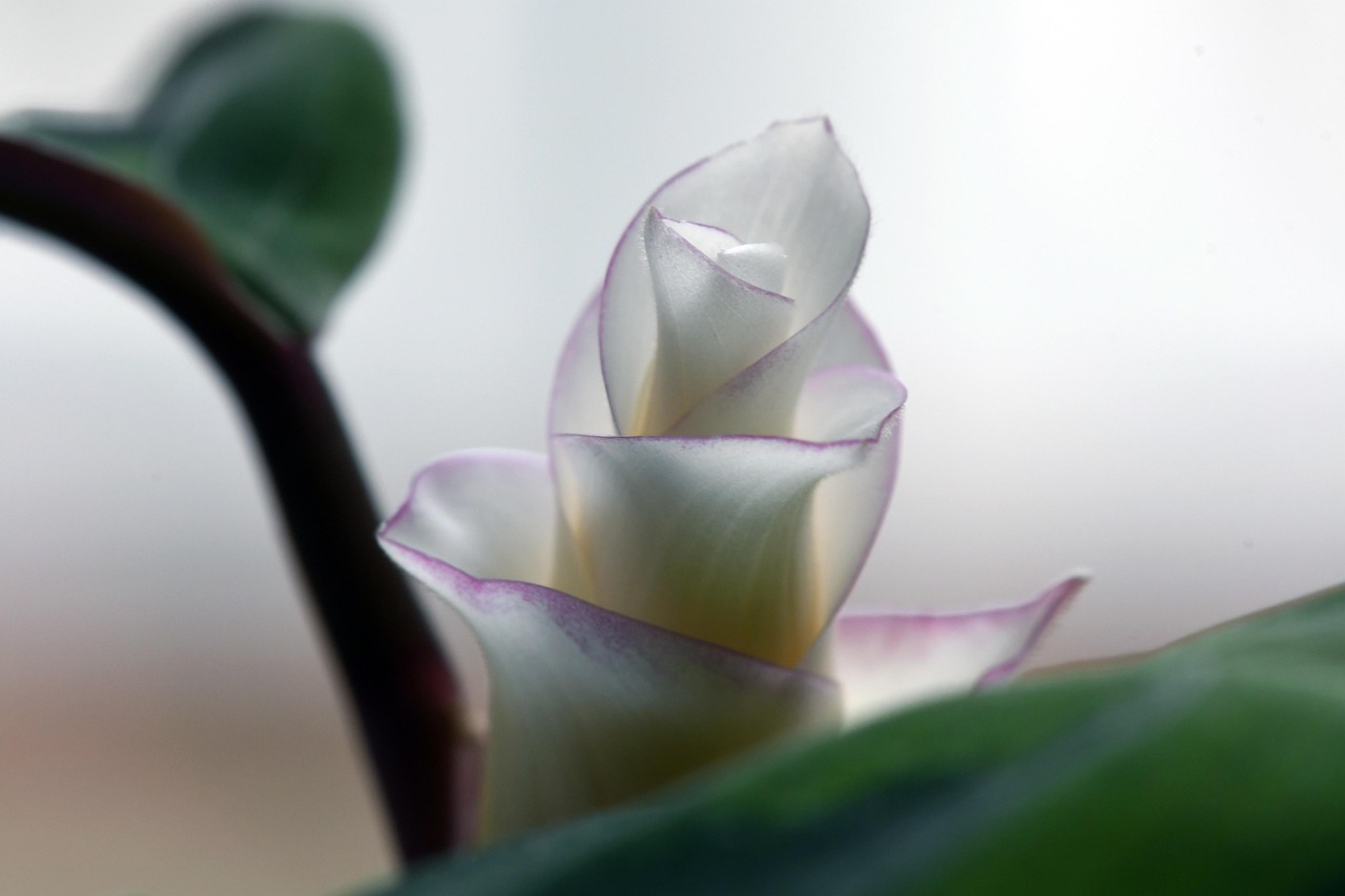 de ce se usuca frunzele la calathea