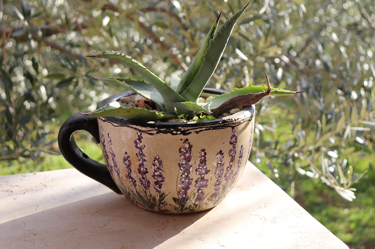 ingrijire lavanda ghiveci